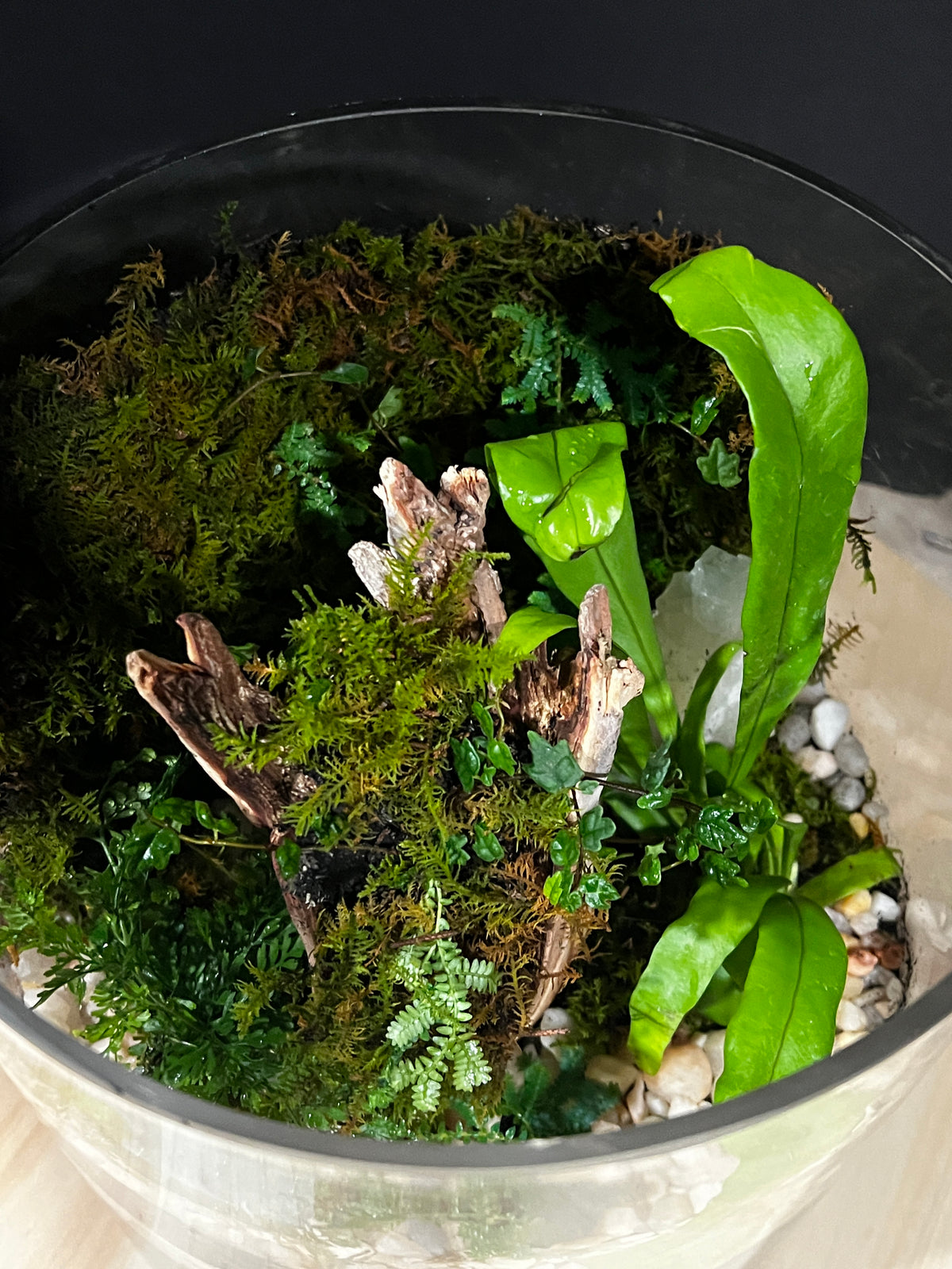 Terrarium 974