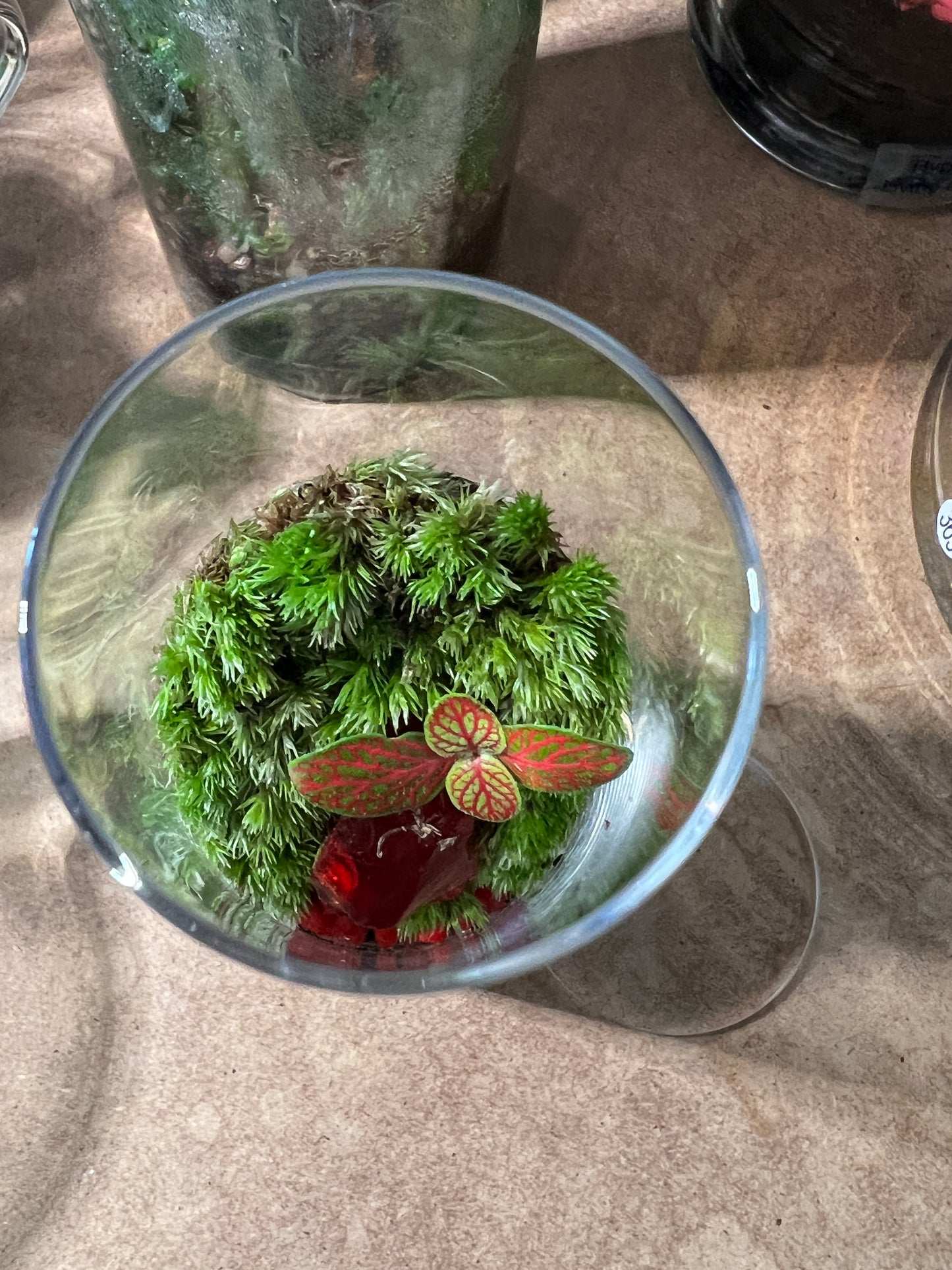 Terrarium 833