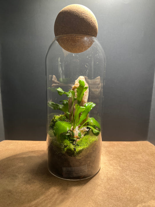 Terrarium 467