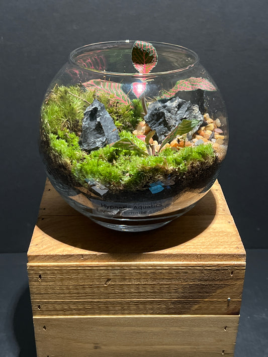 Terrarium 179