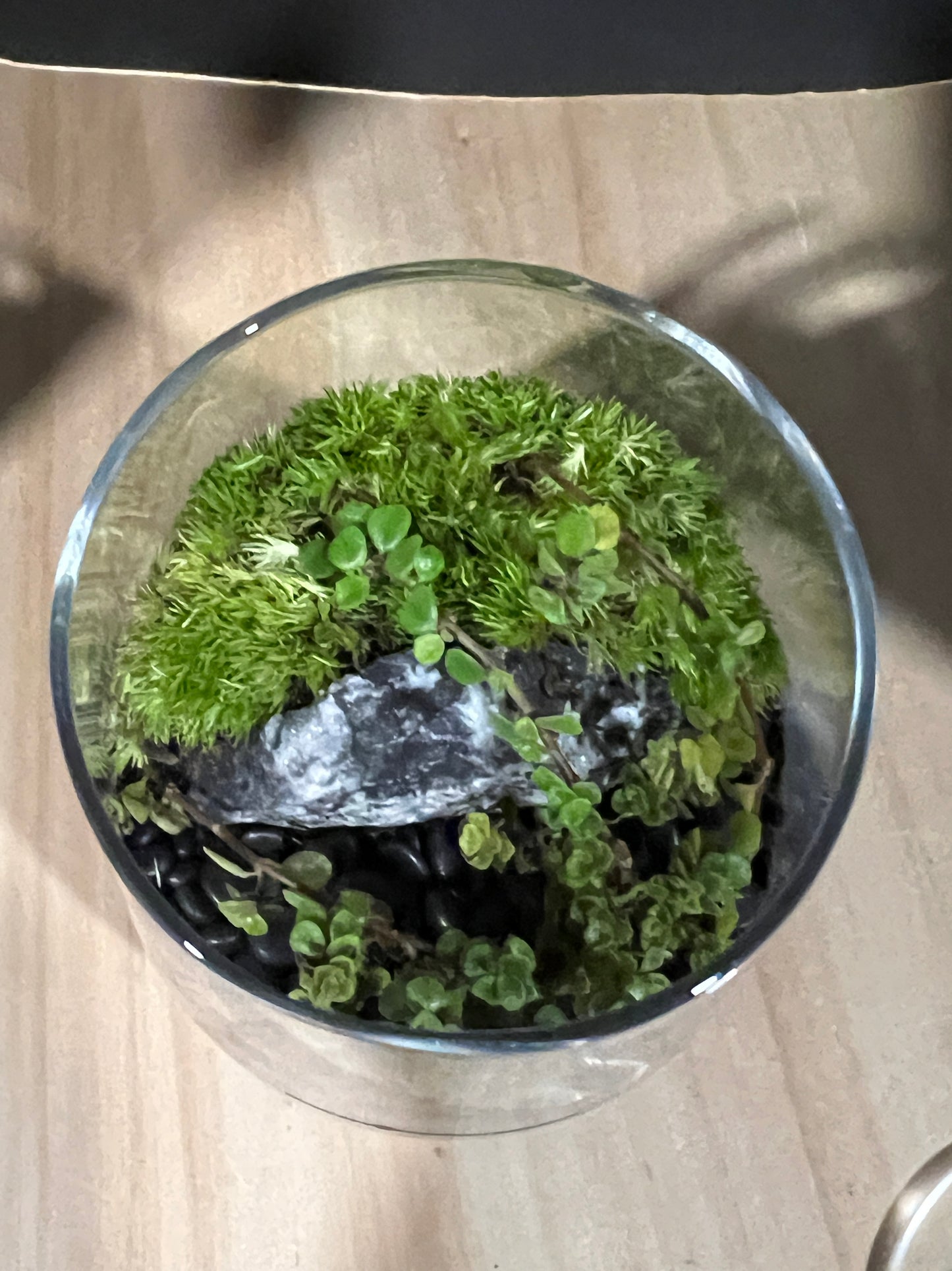Terrarium 802