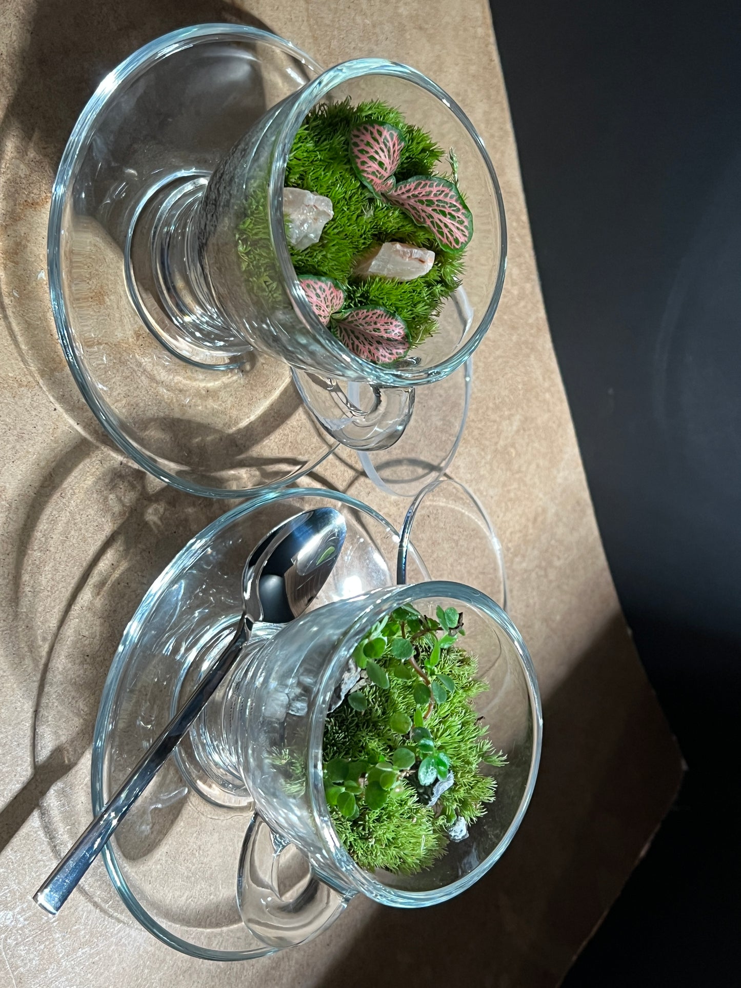 Terrarium 897 (seti)