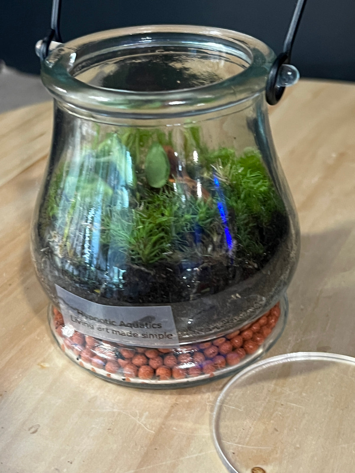 Terrarium 981
