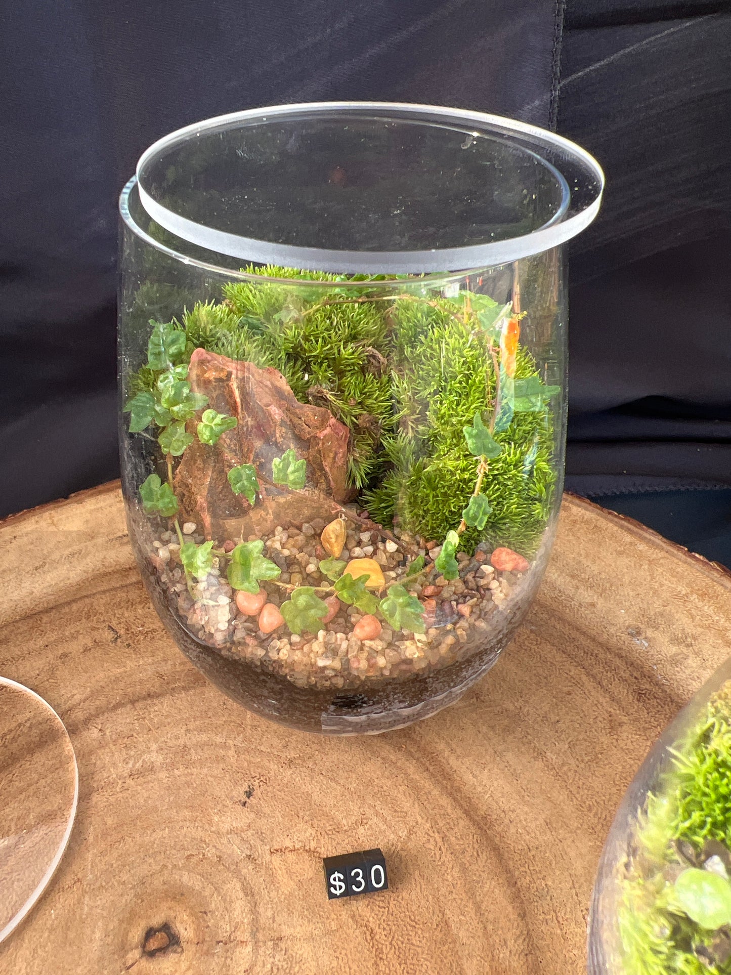 Terrarium 924