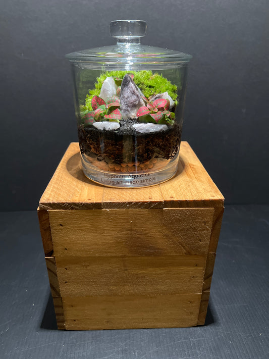 Terrarium #60