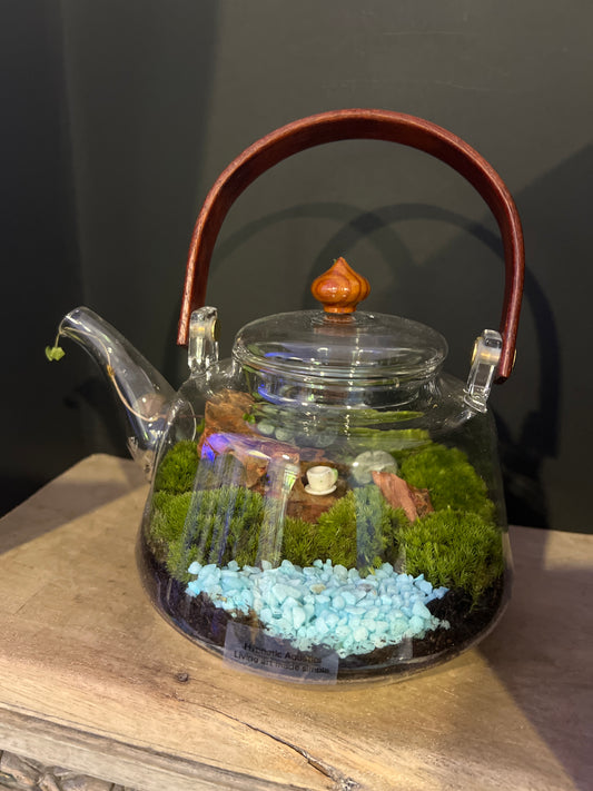 Terrarium 477