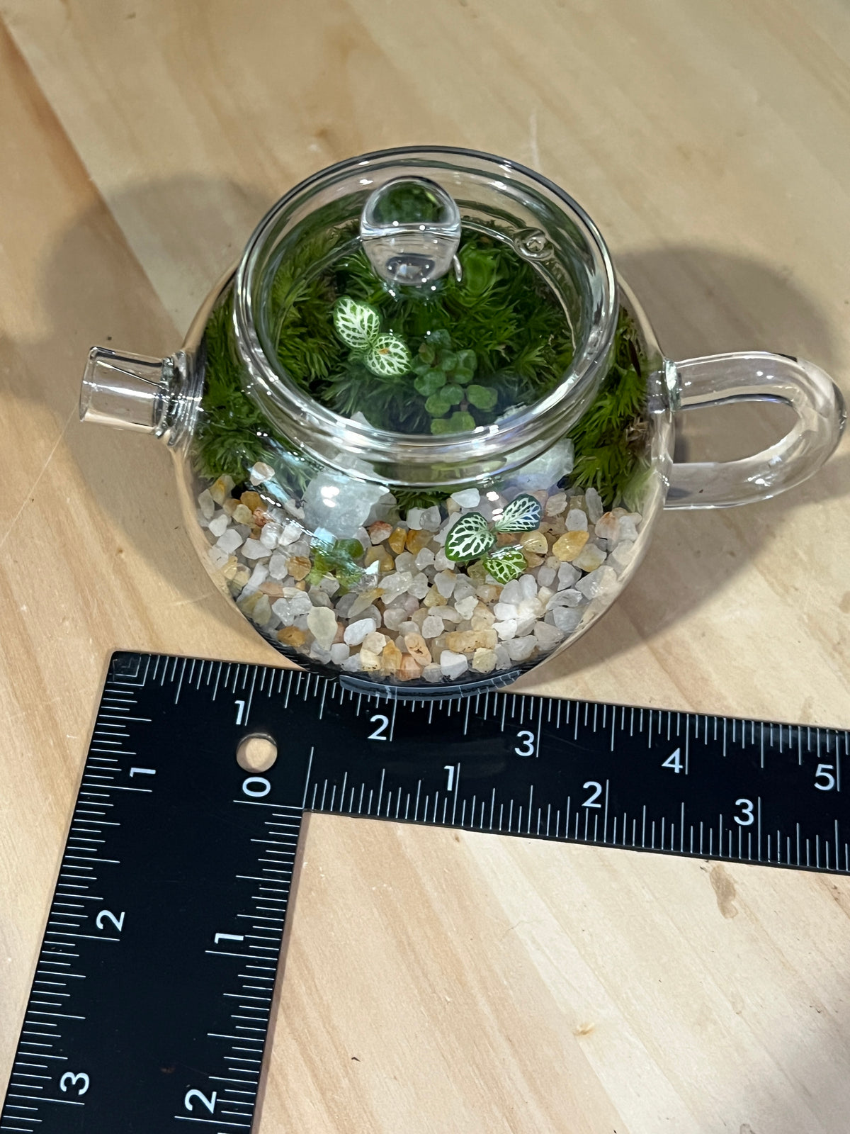 Terrarium 975