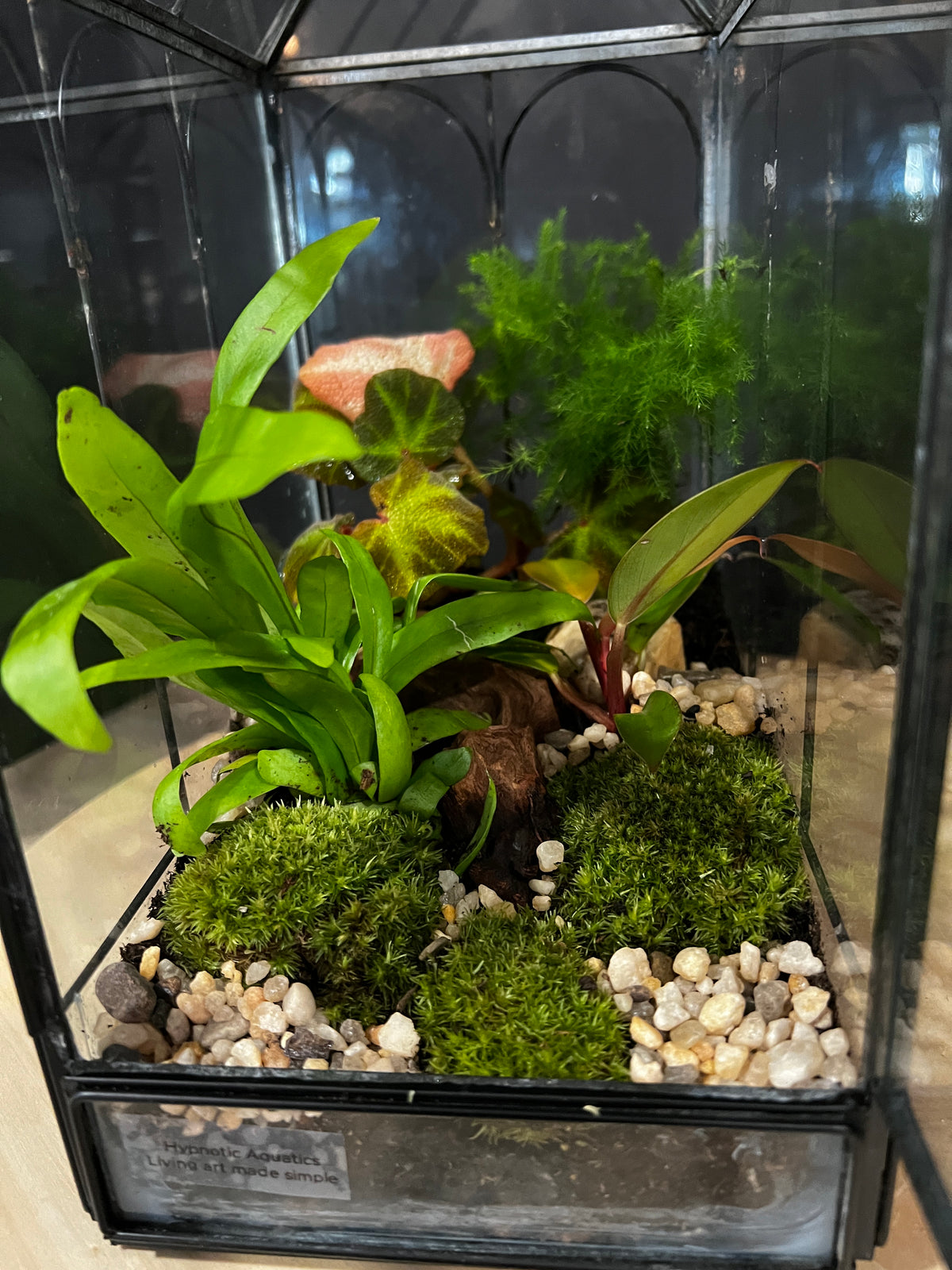 Terrarium 990