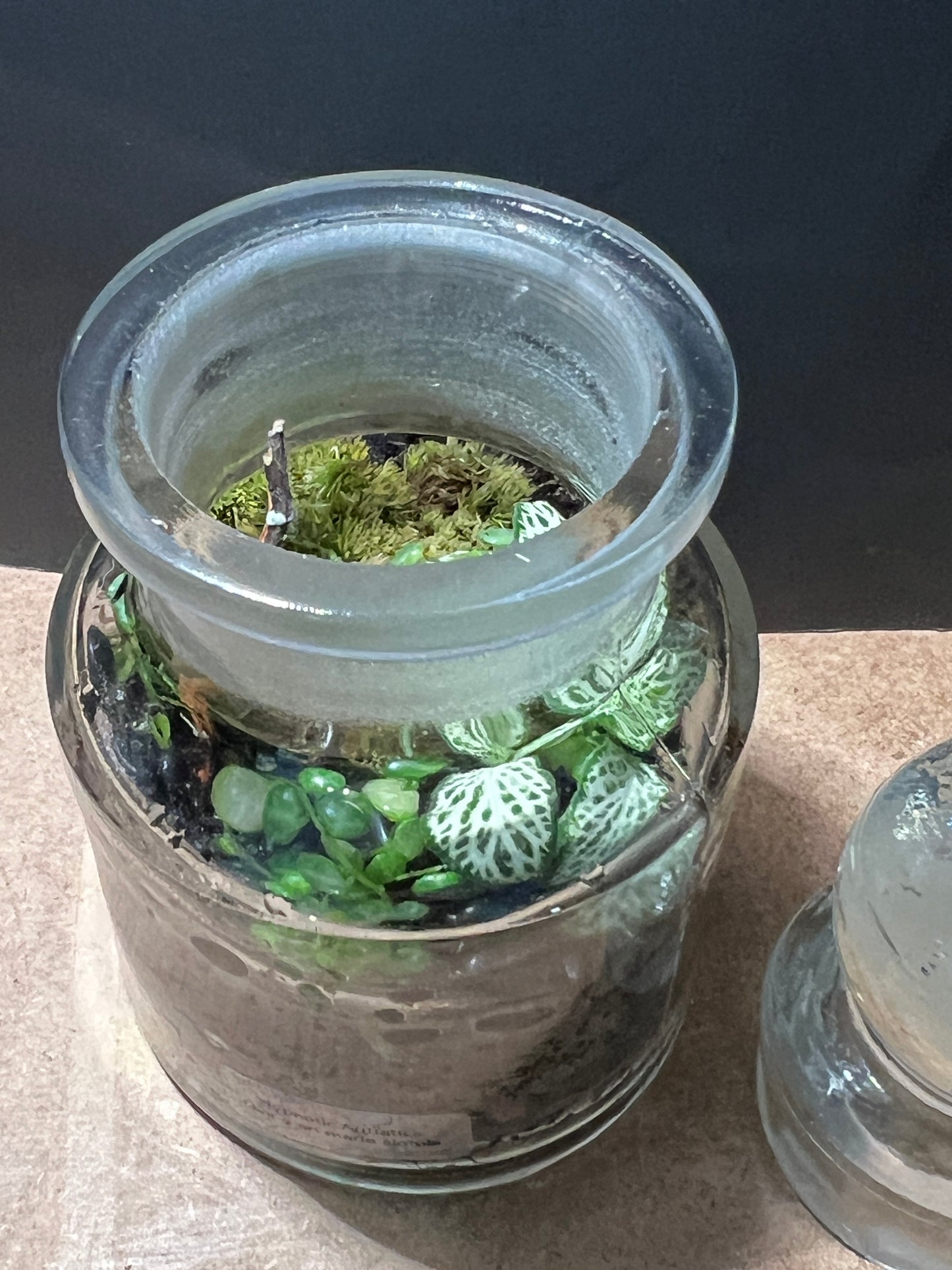Terrarium 827