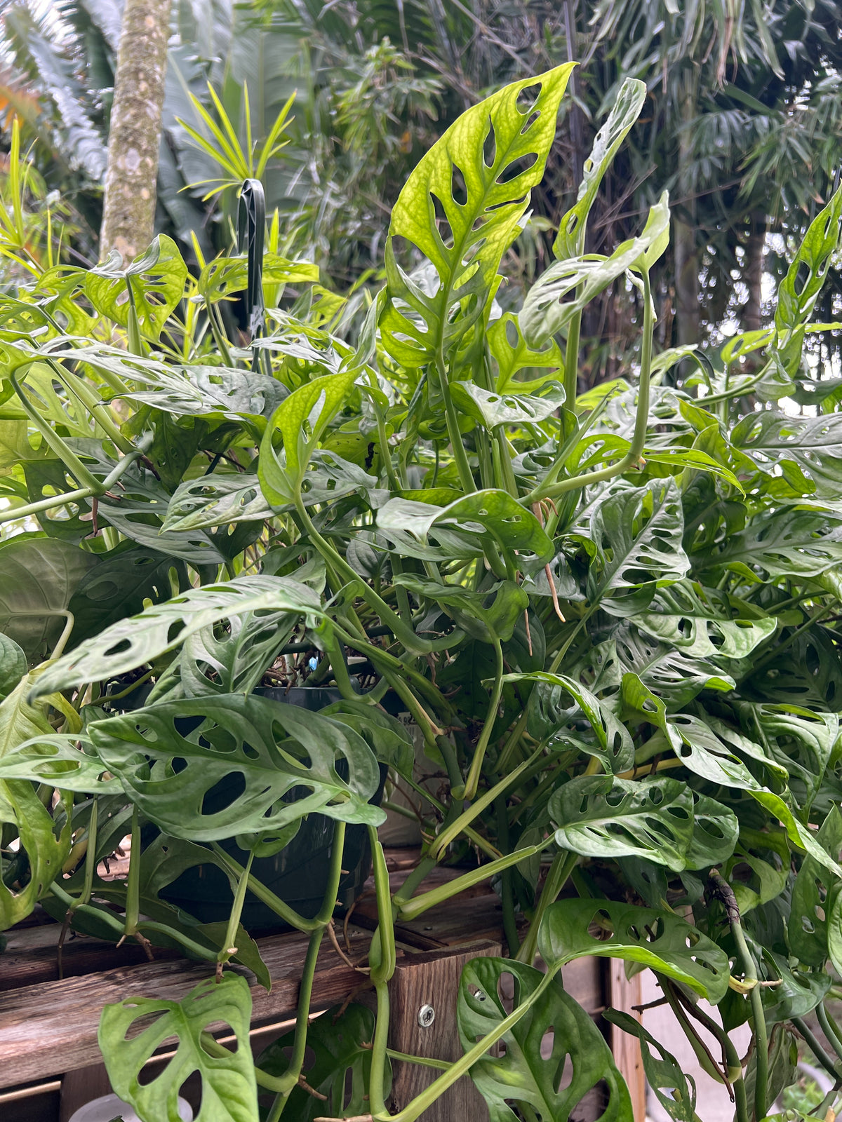Live Plants: 8” Swiss Cheese Hanging