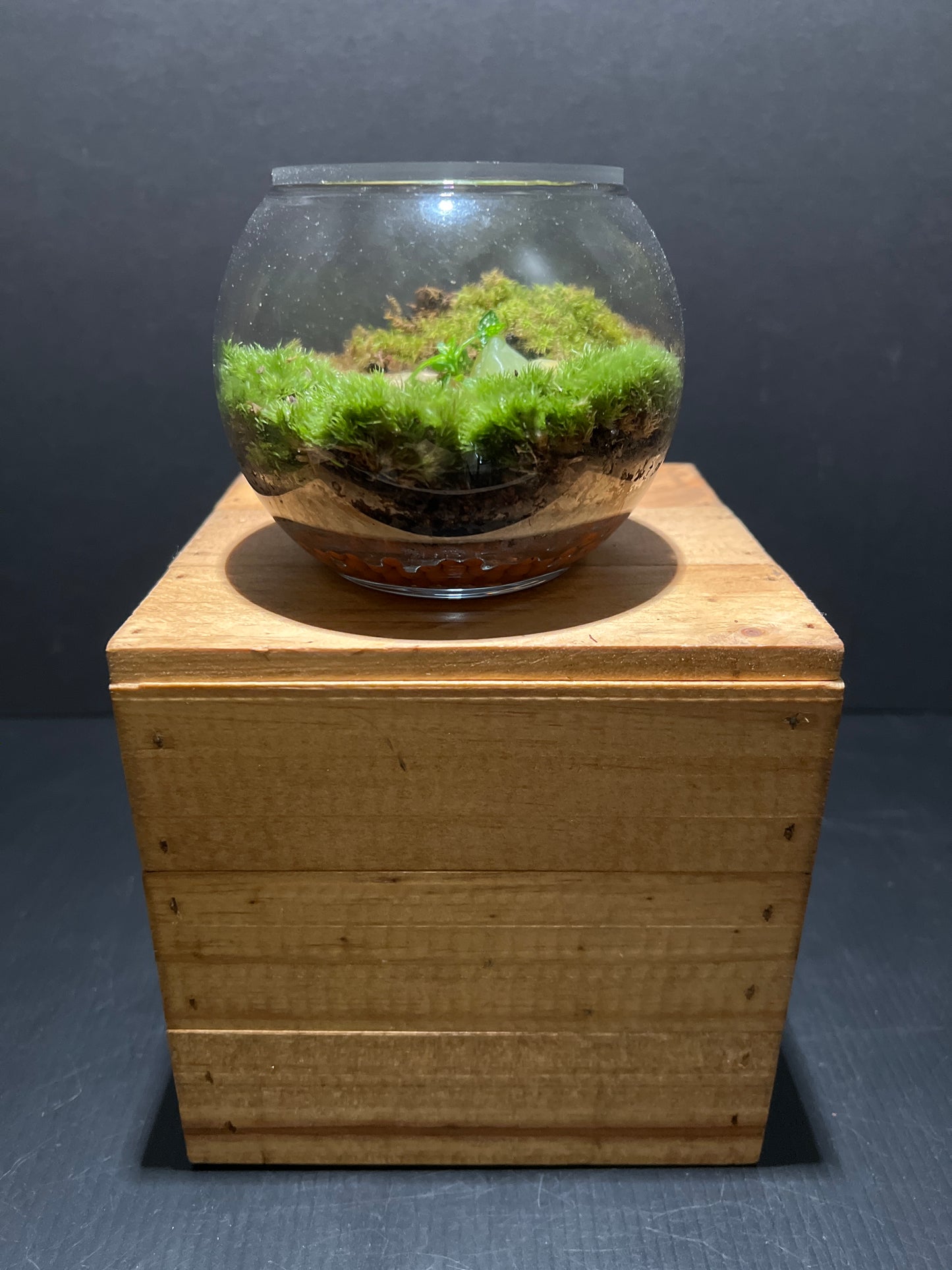 Terrarium #51