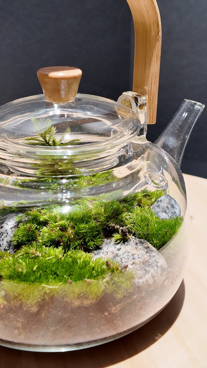 Terrarium #8