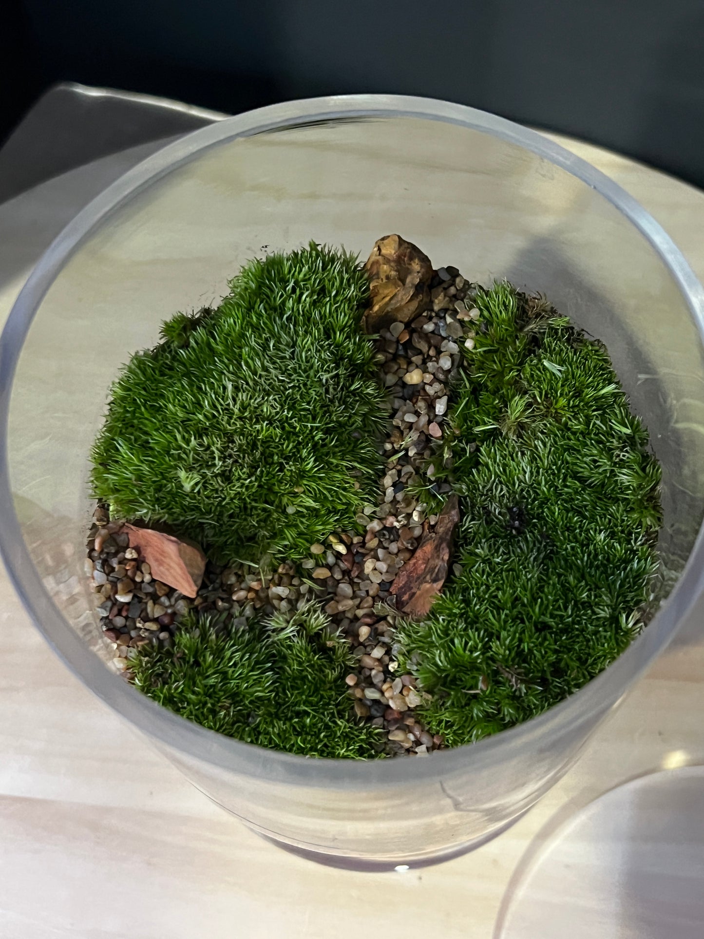 Terrarium 881