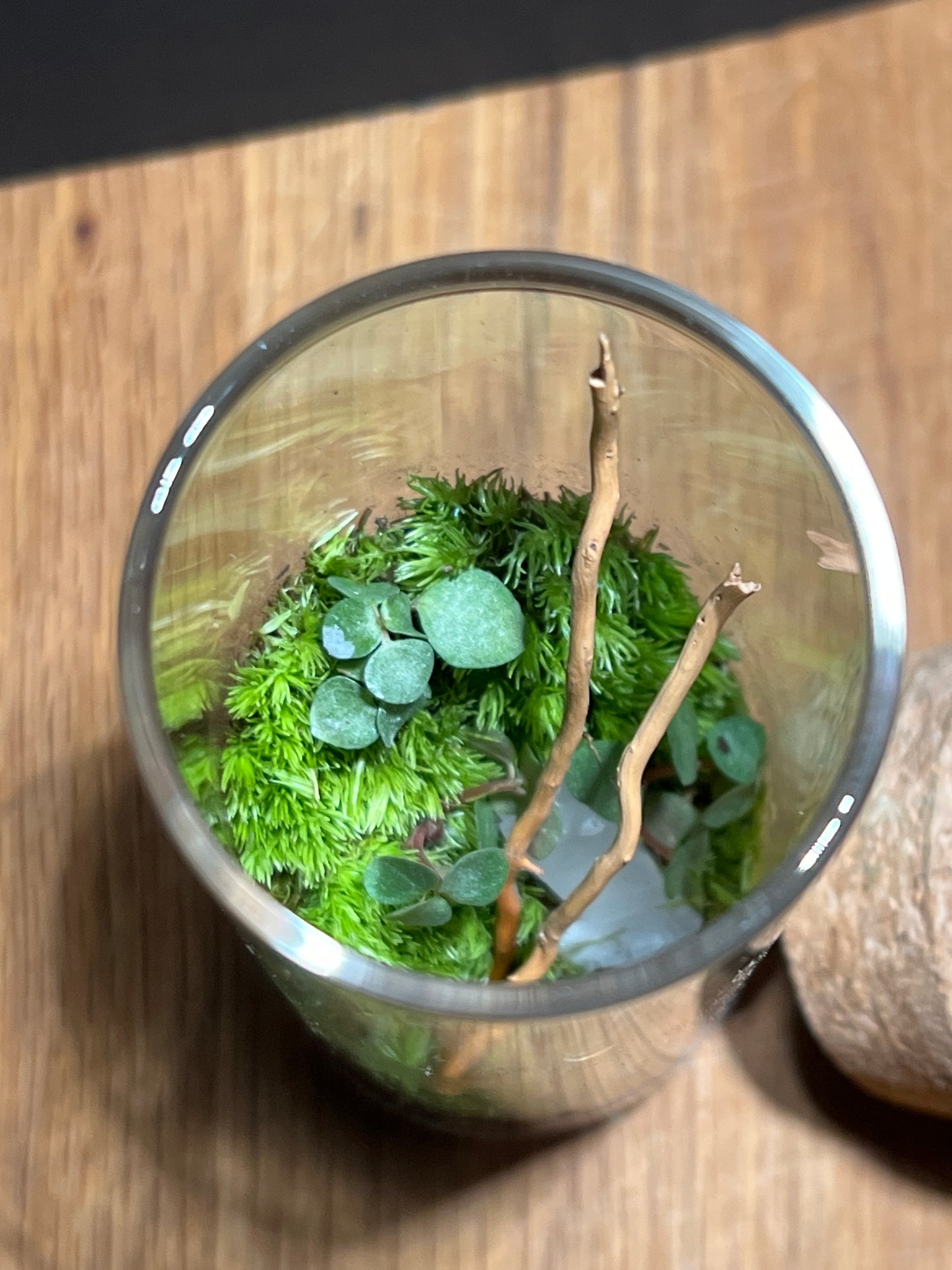 Terrarium 512