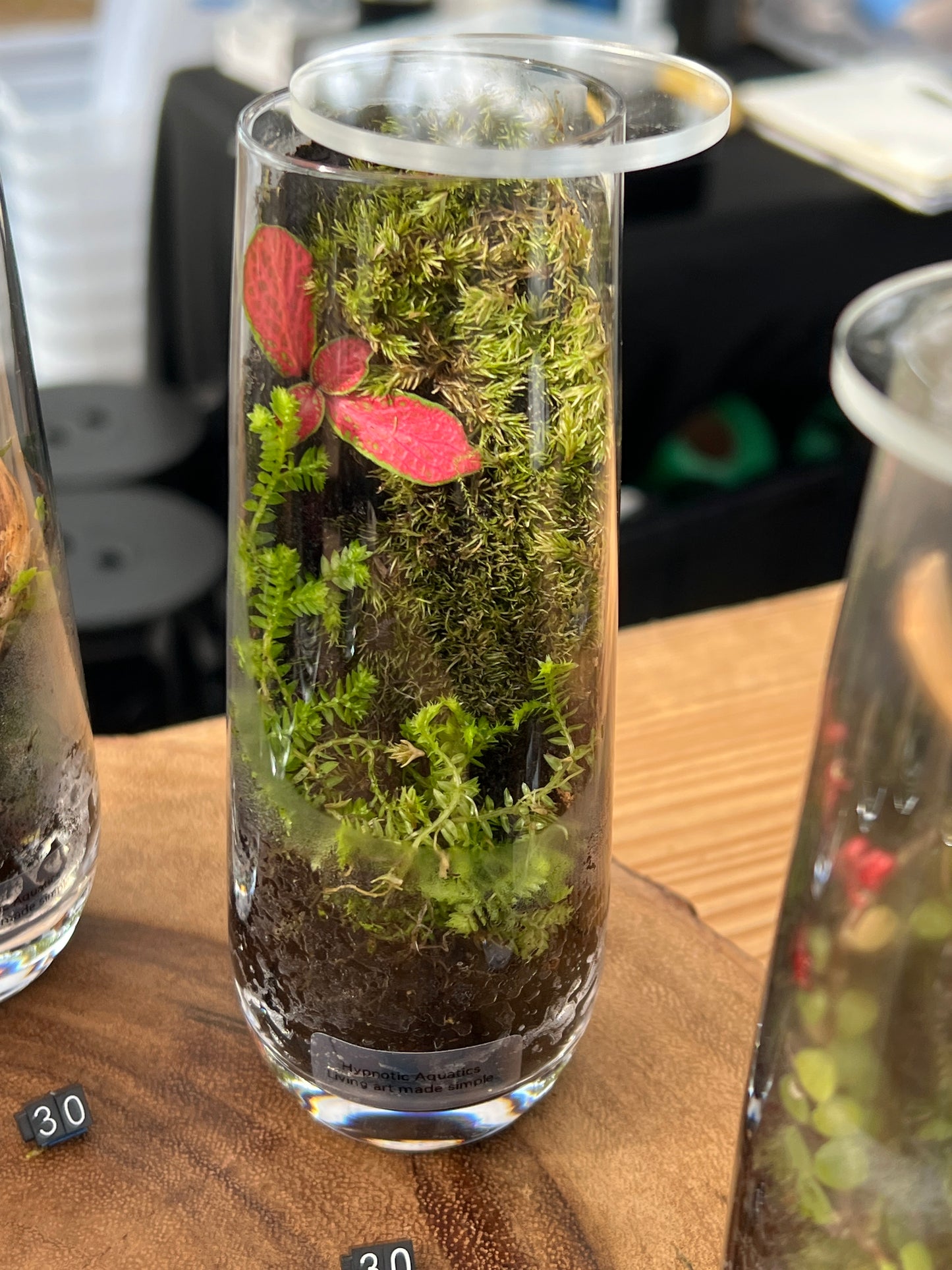 Terrarium 863