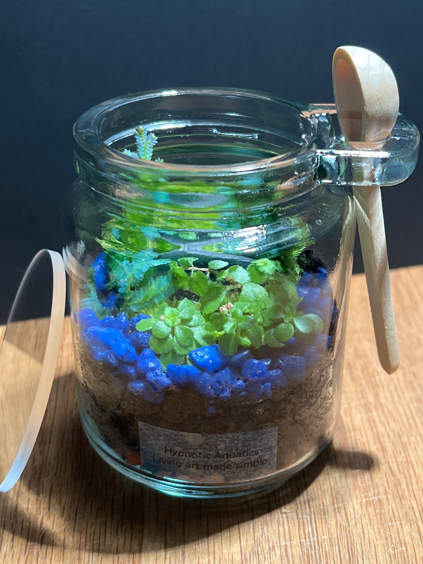 Terrarium 510