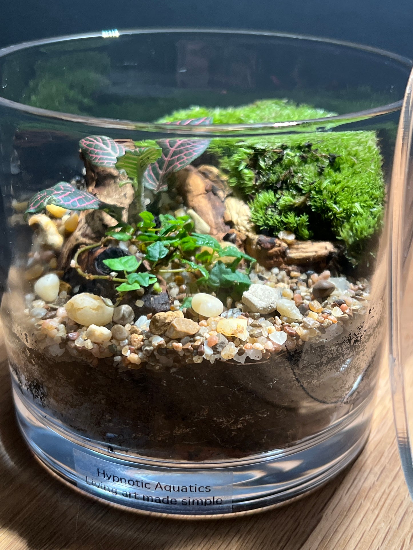 Terrarium 534