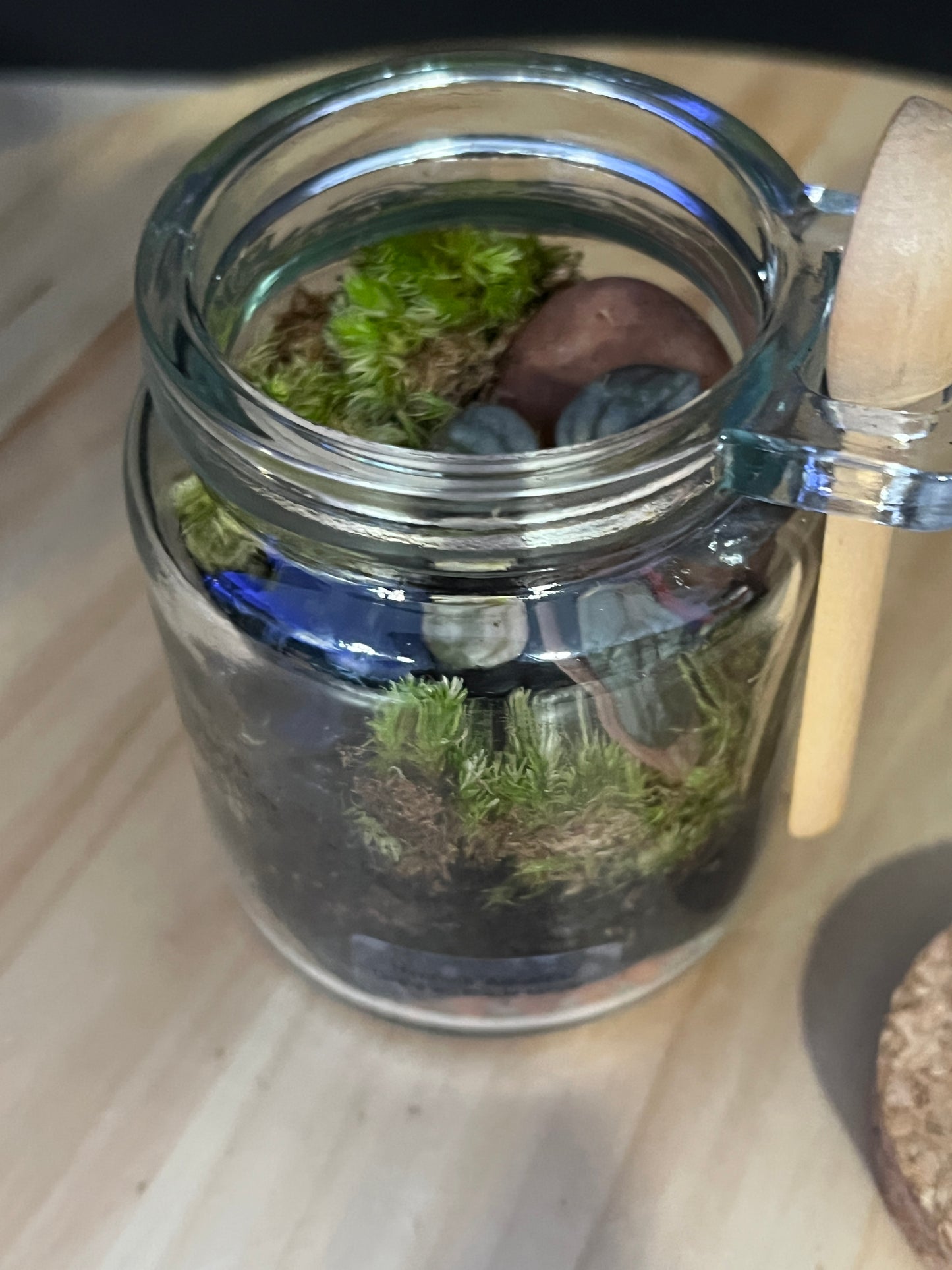 Terrarium 829