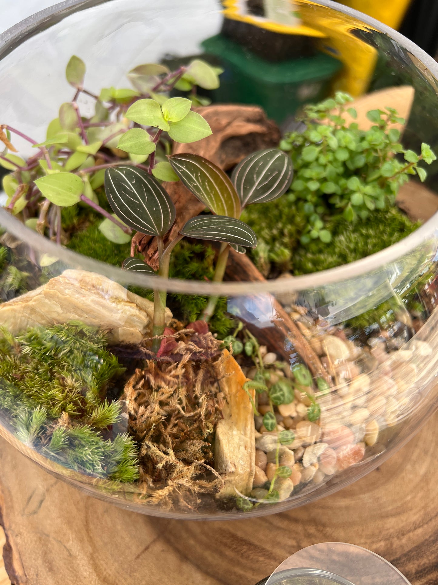 Terrarium 887