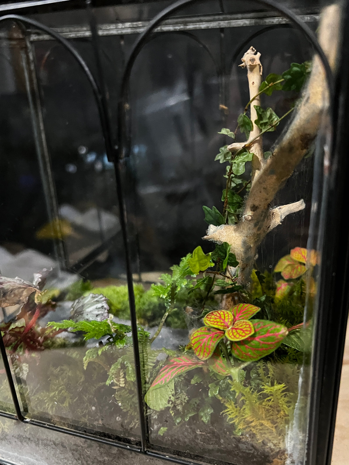 Terrarium 964