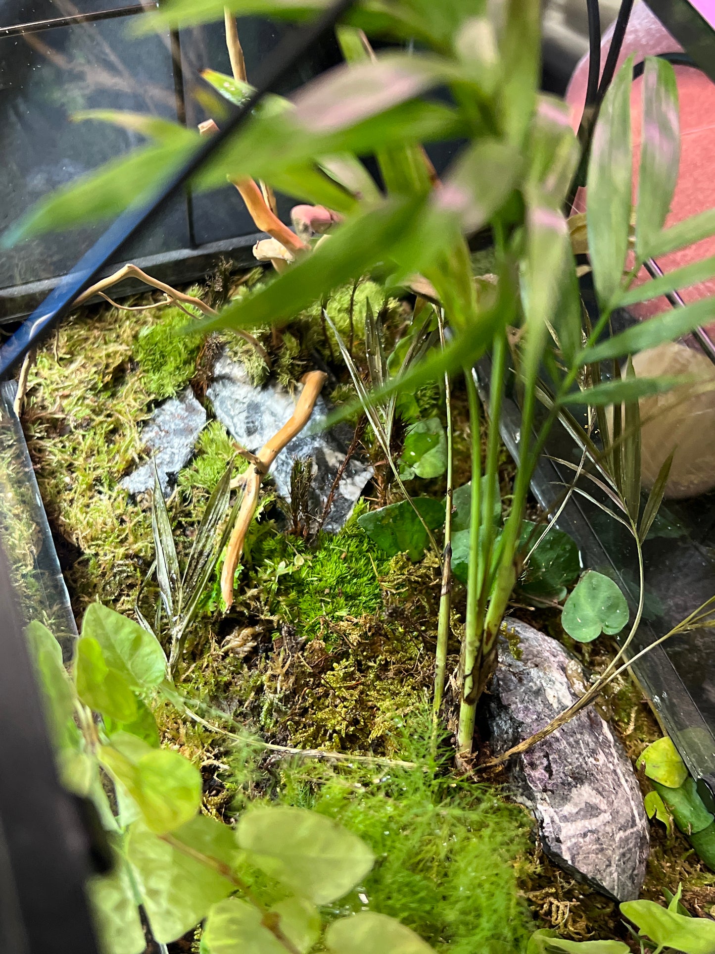 Terrarium 307