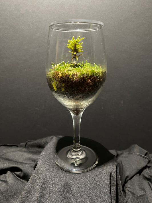 Terrarium #26