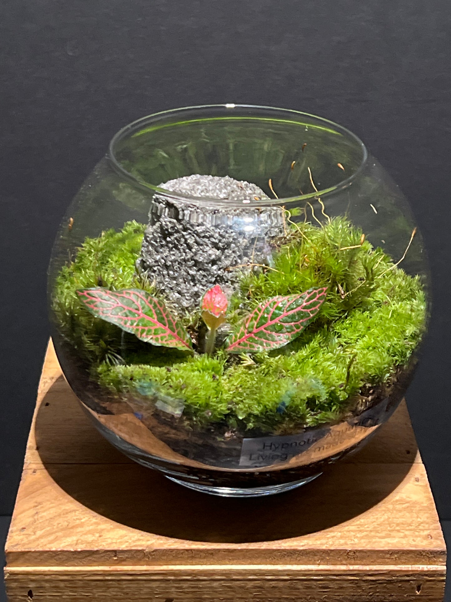 Terrarium 178