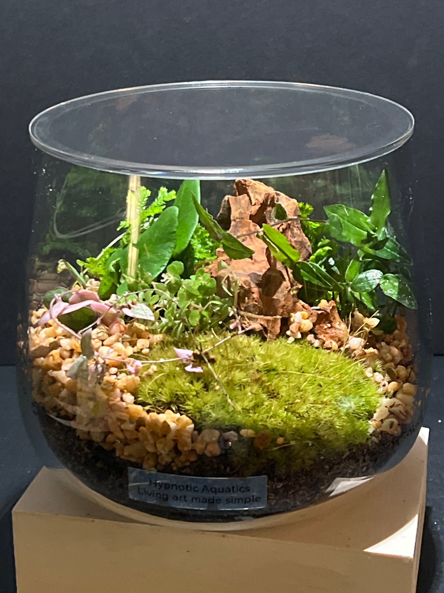 Terrarium 265