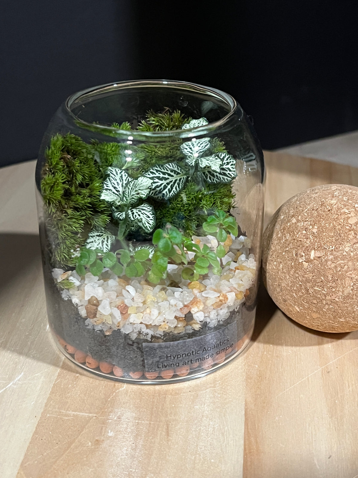 Terrarium 954