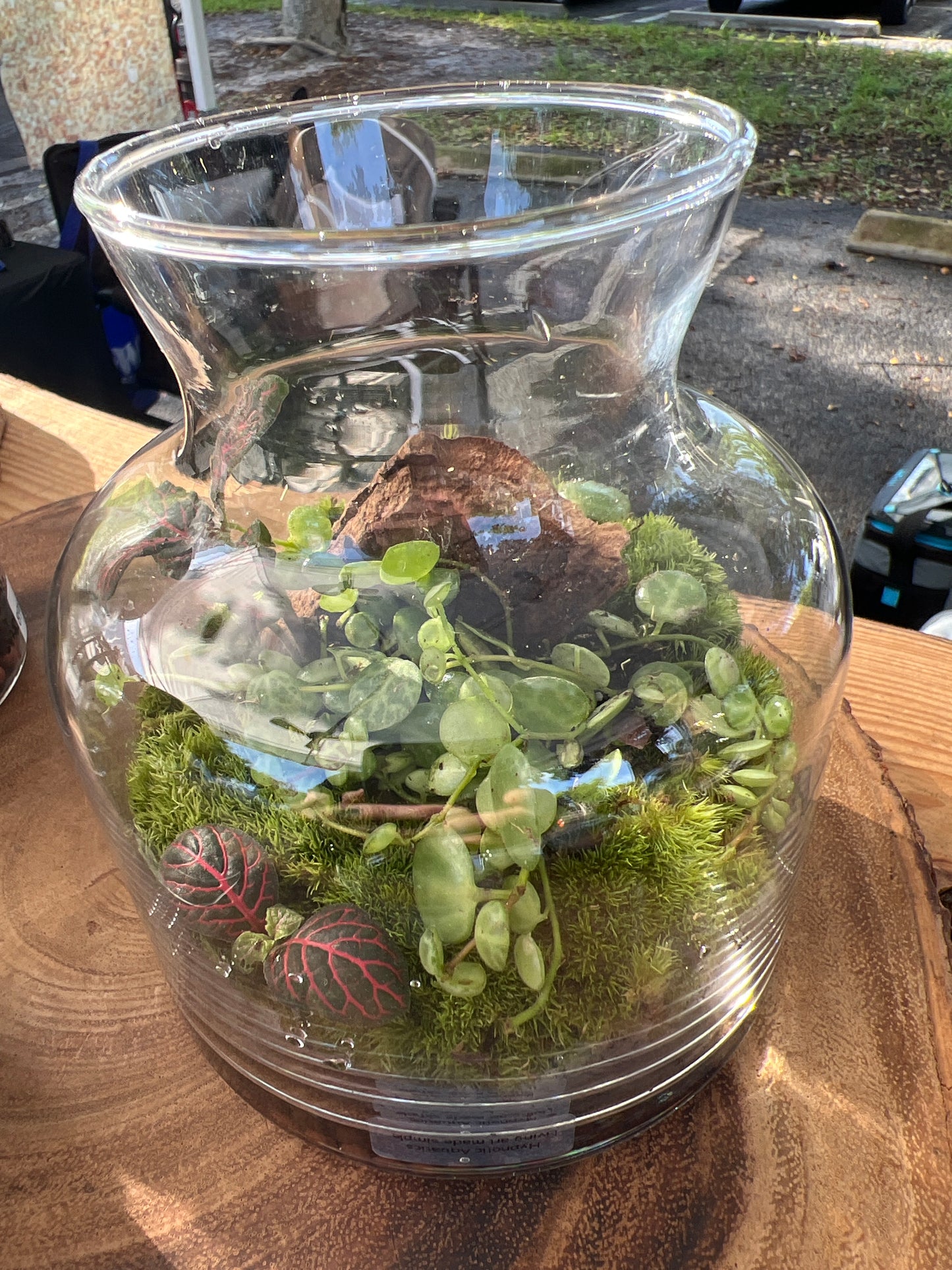 Terrarium 928