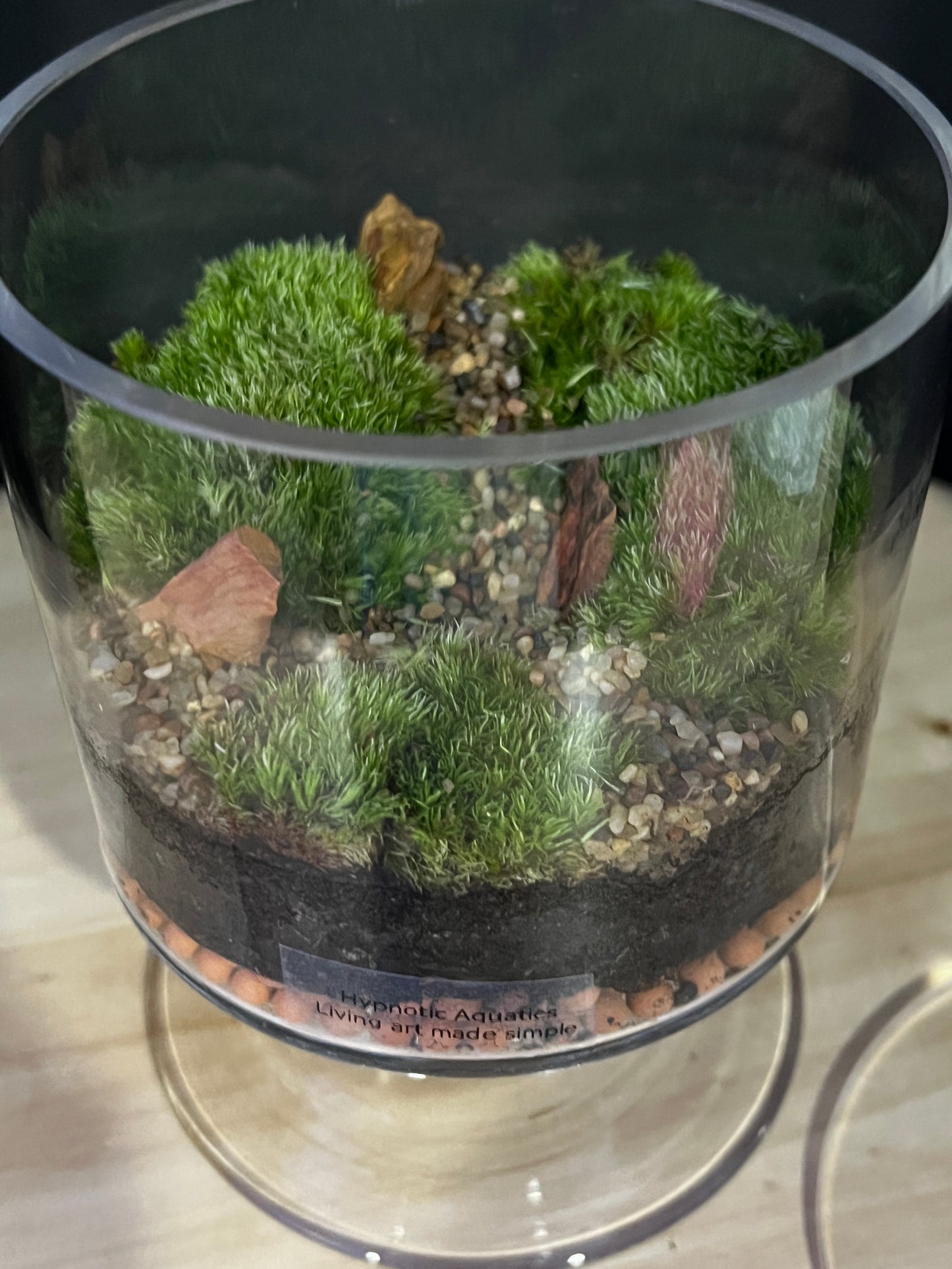 Terrarium 881