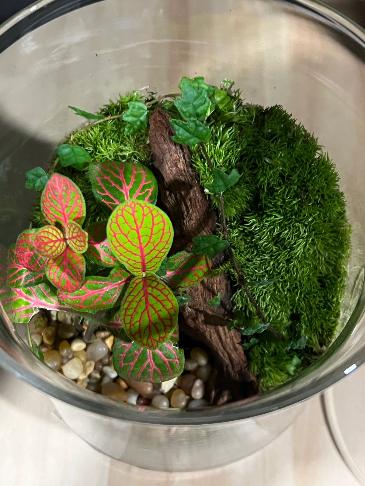 Terrarium 960