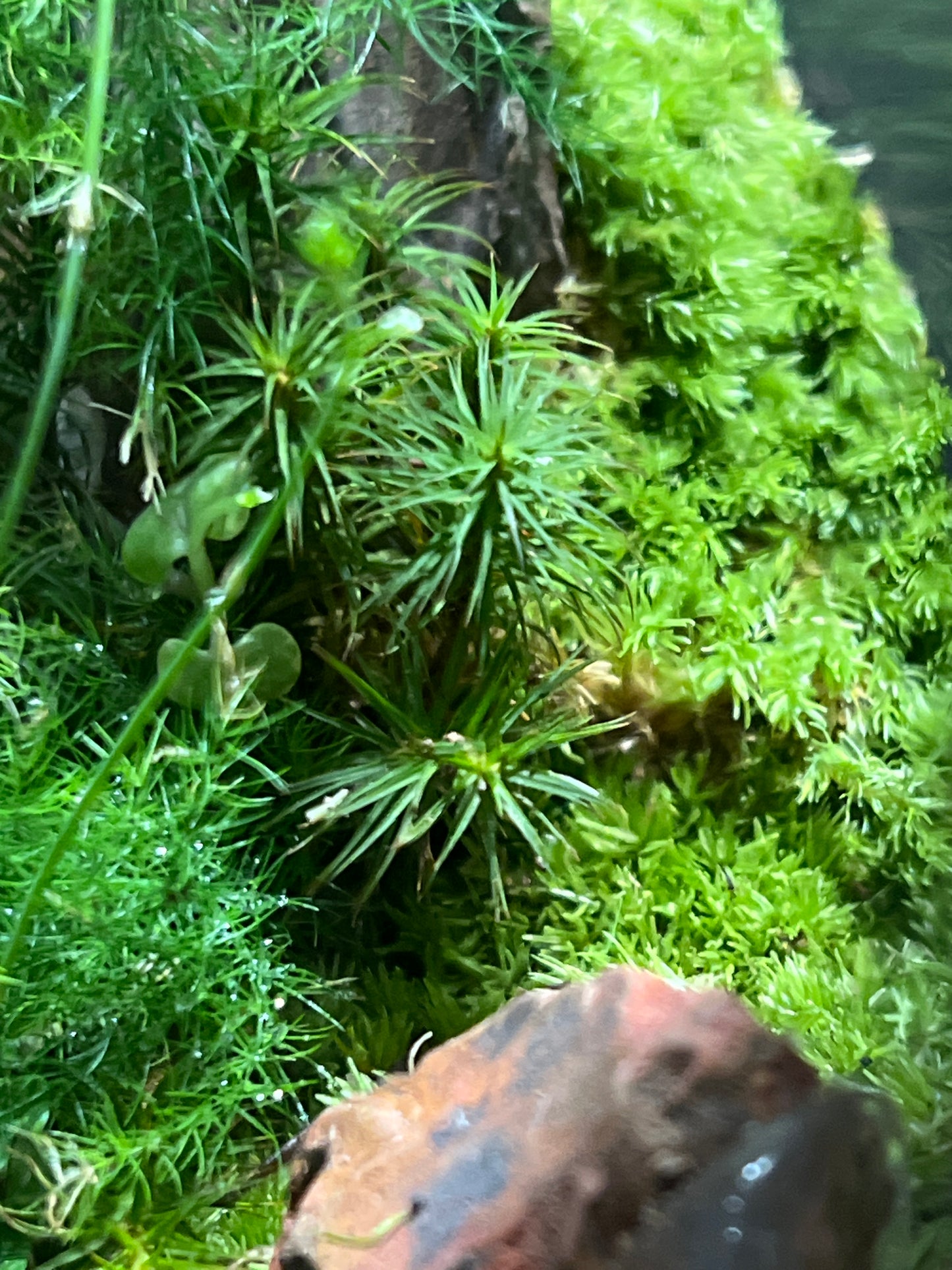 Terrarium #128