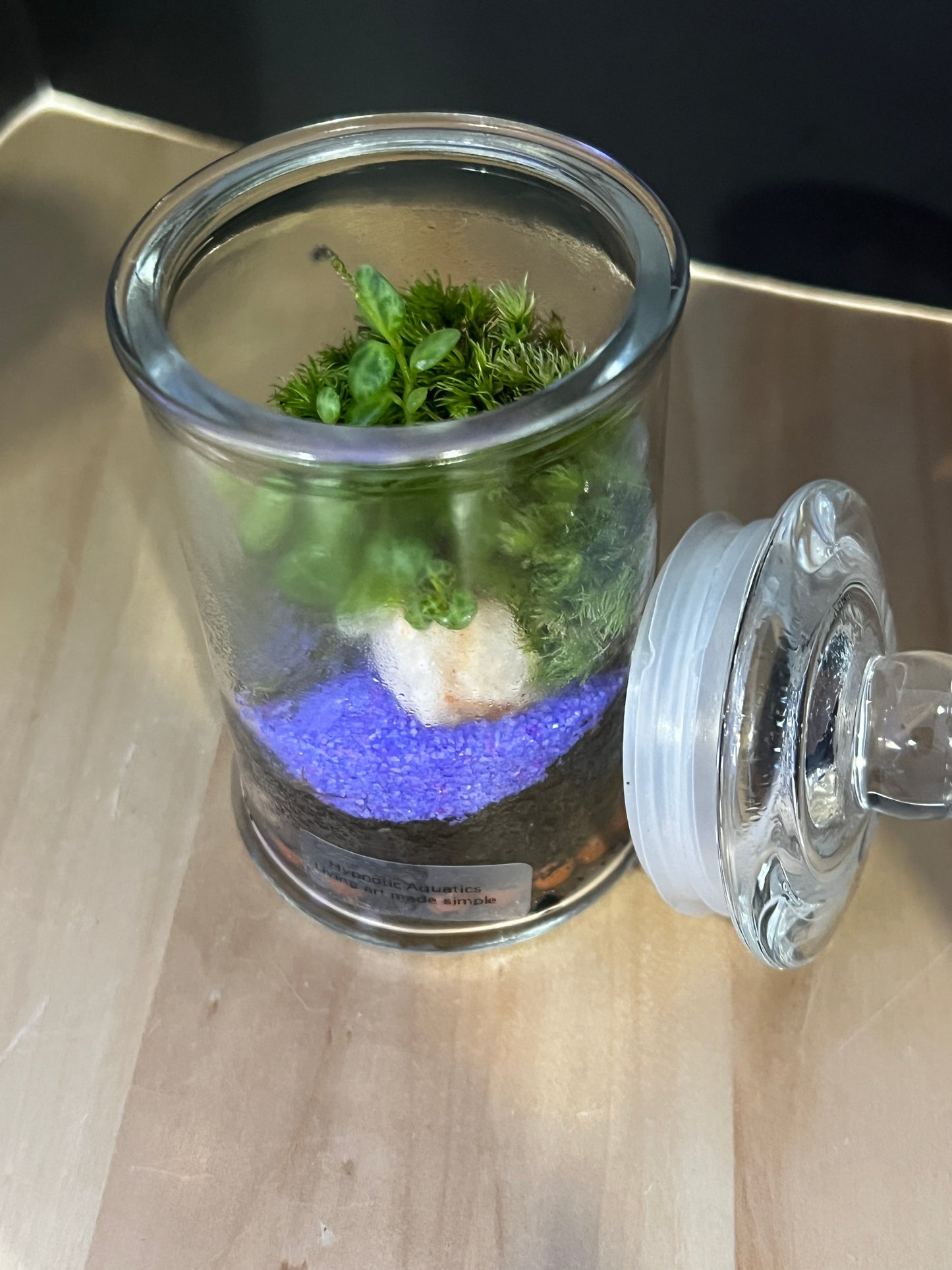 Terrarium 818
