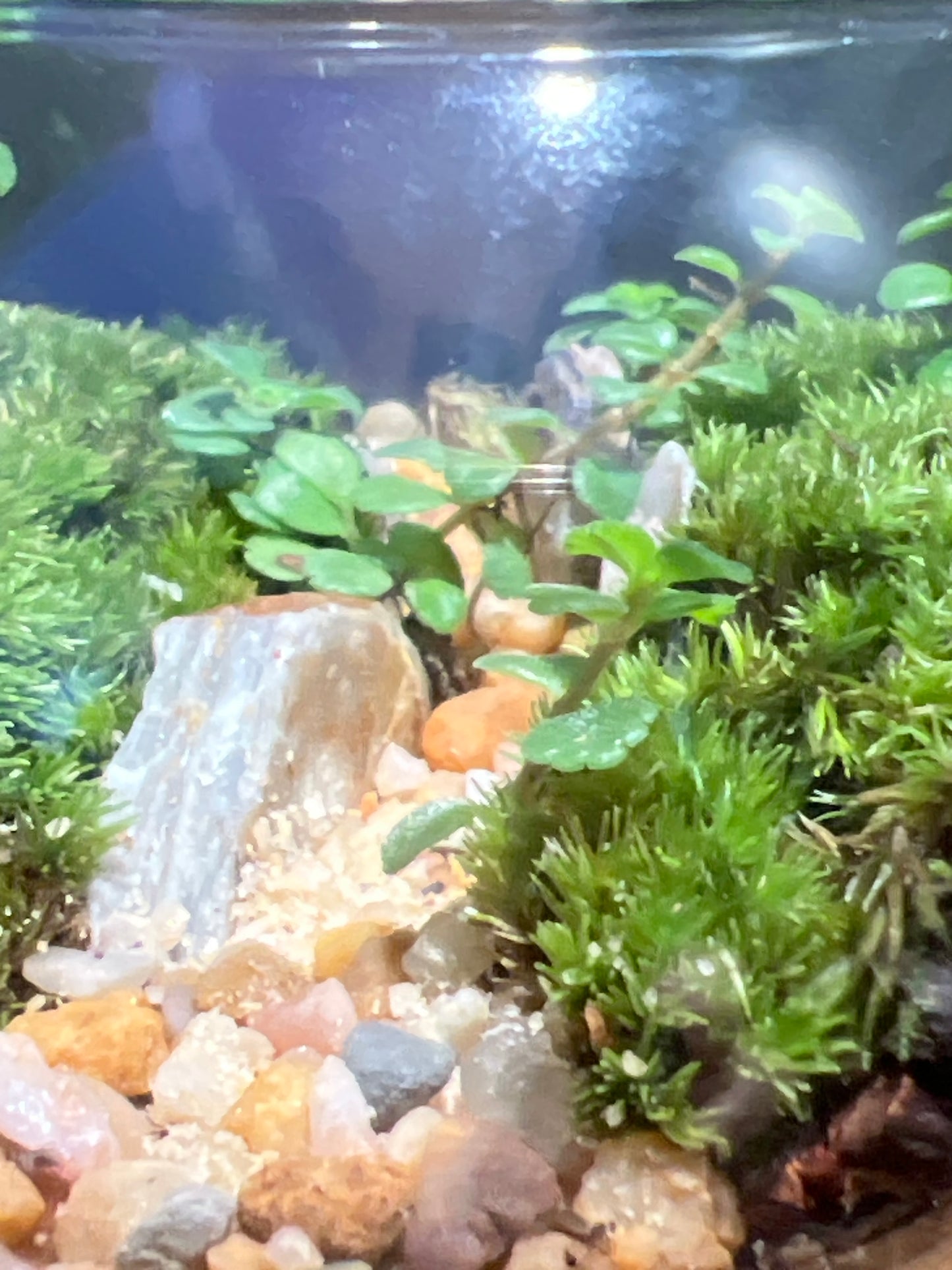 Terrarium #152