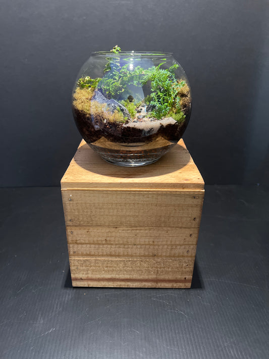 Terrarium #45