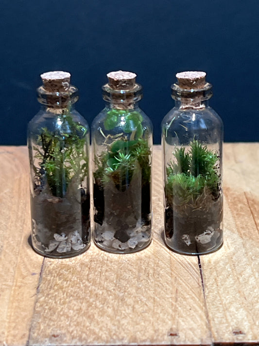 Terrarium #69