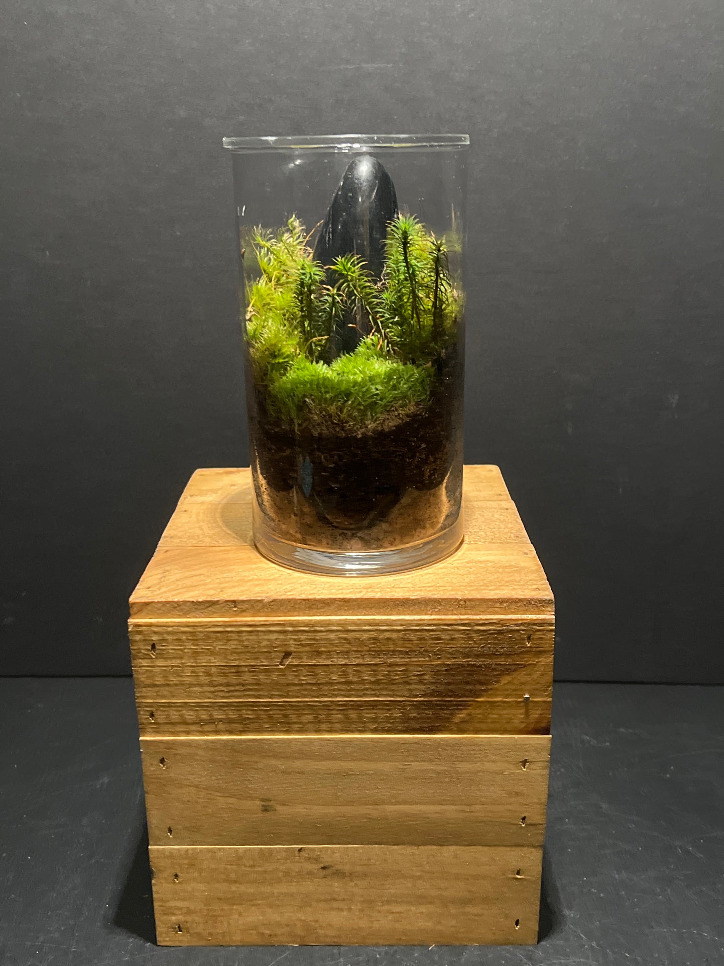 Terrarium #103