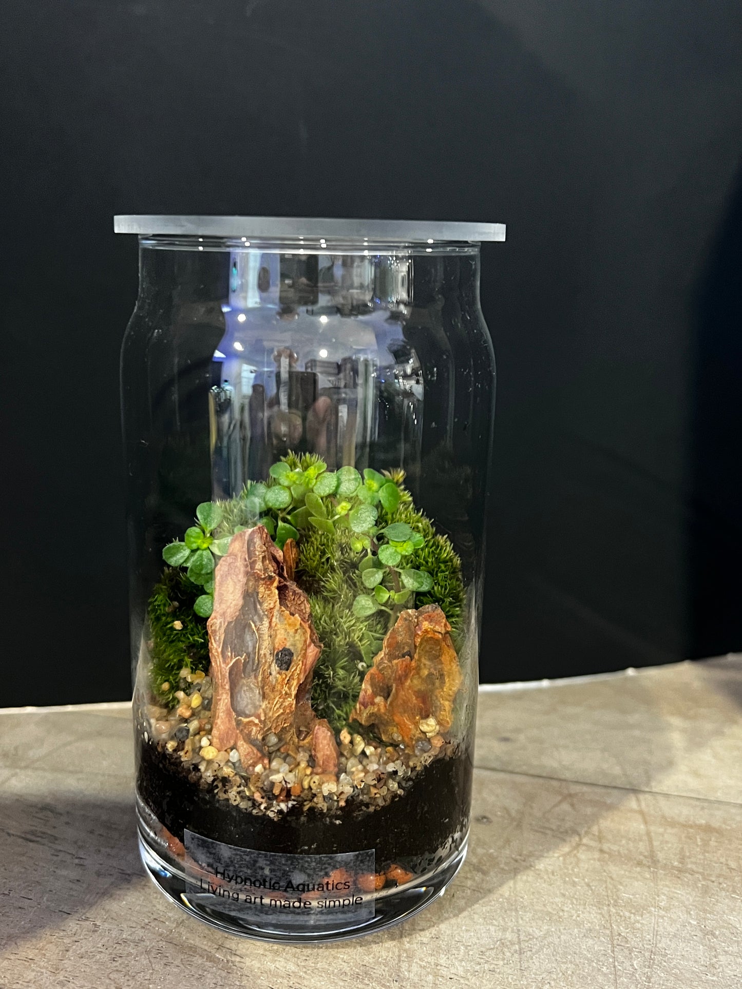Terrarium 889