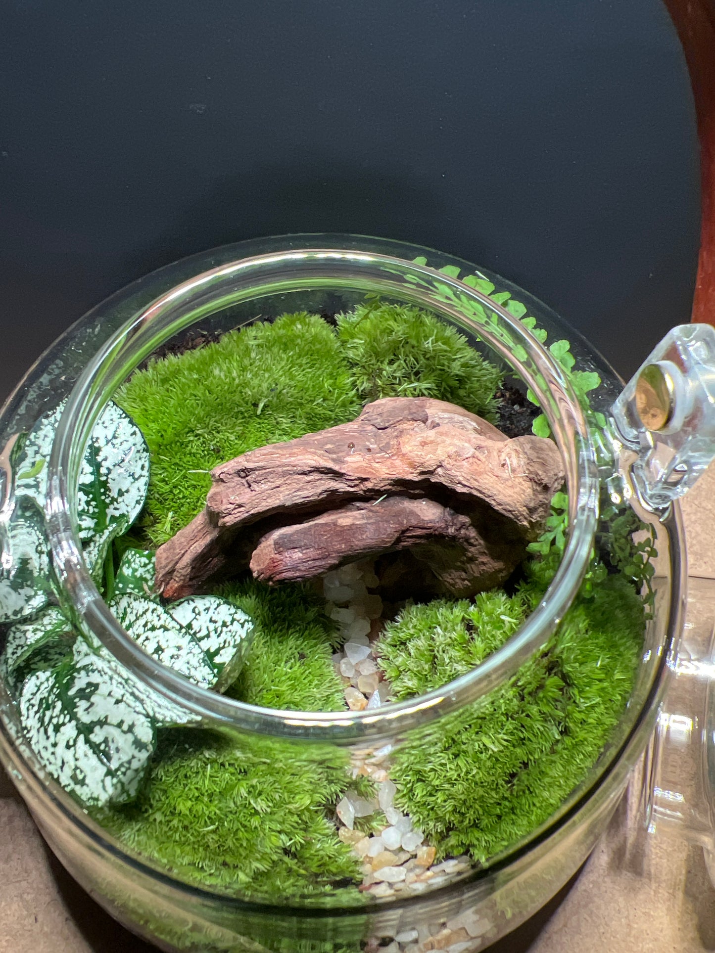 Terrarium 446