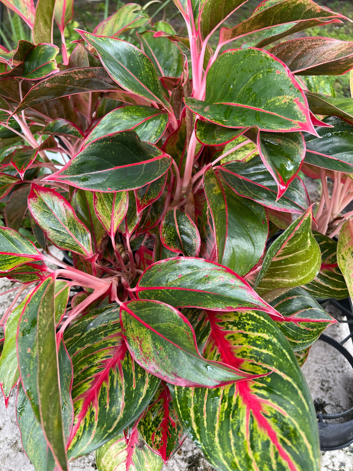 Live Plants: Aglaonema Sp Variety
