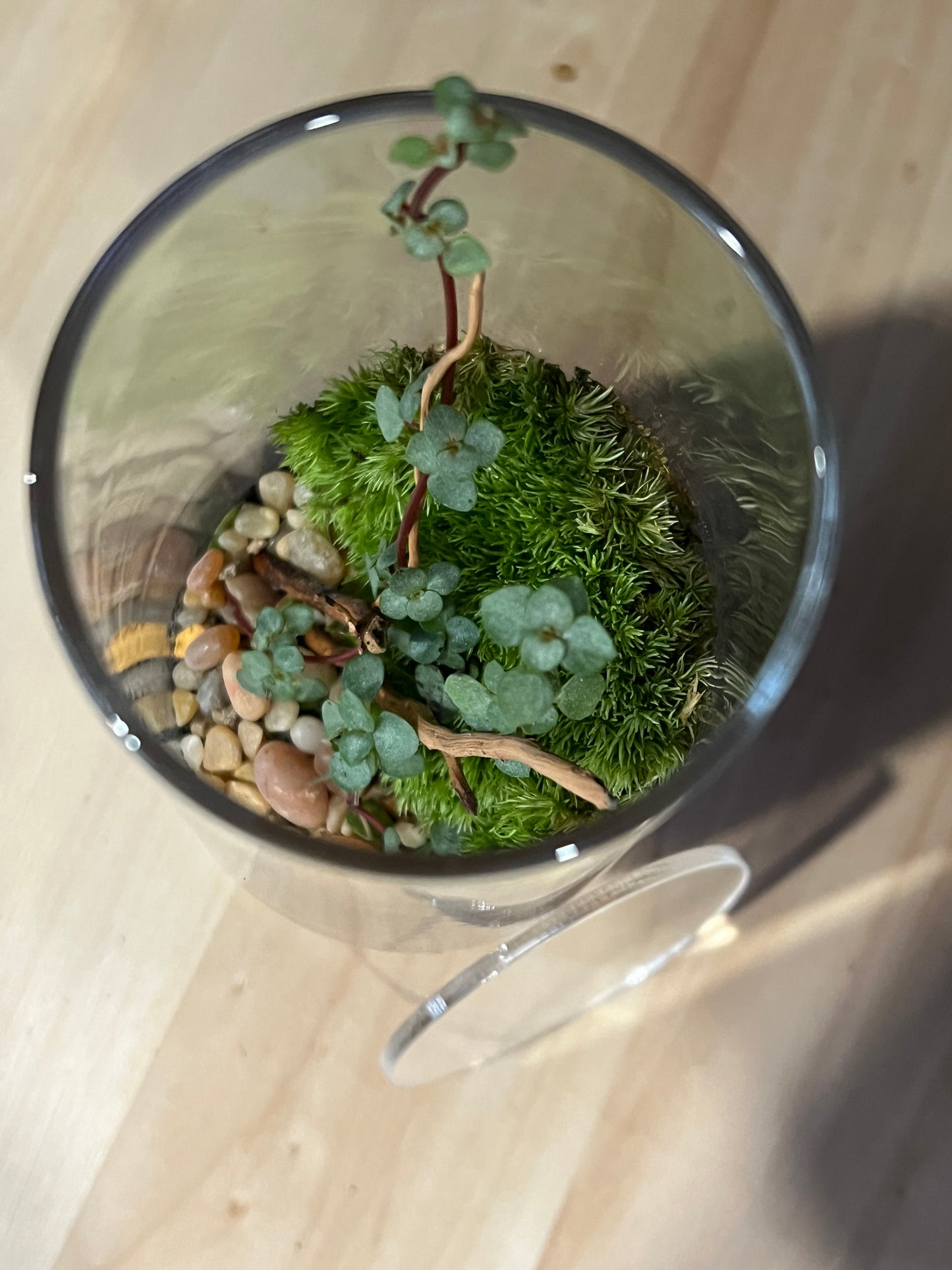 Terrarium 915