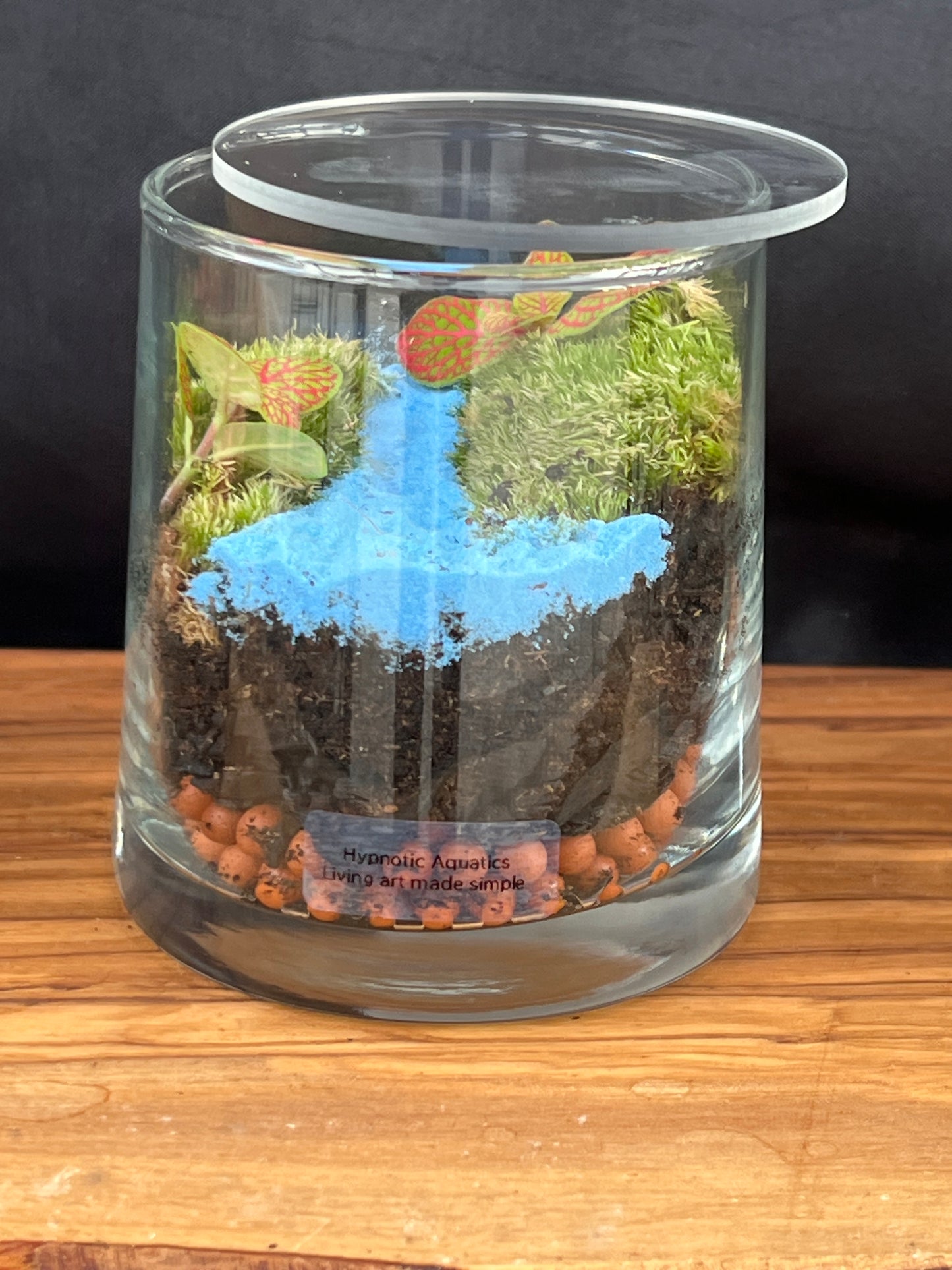 Terrarium 884