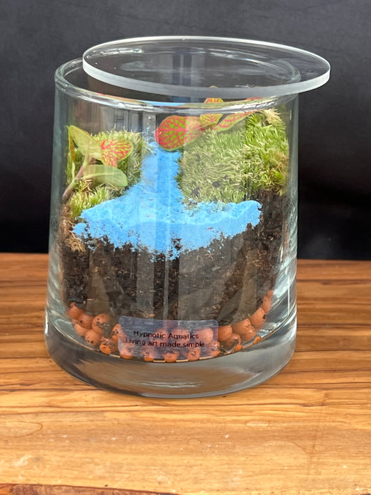 Terrarium 884