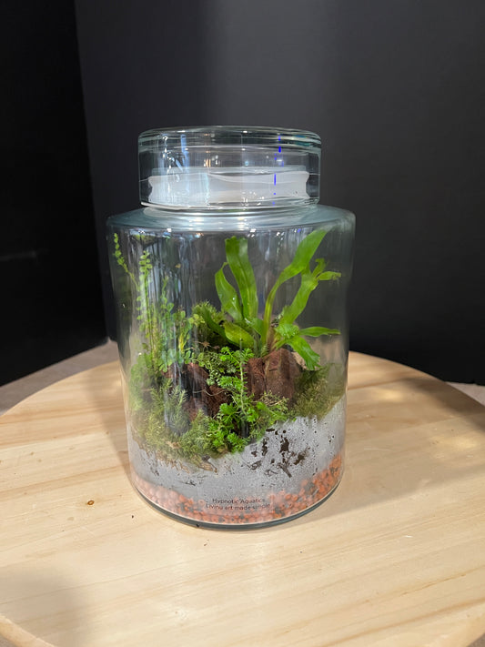 Terrarium 989