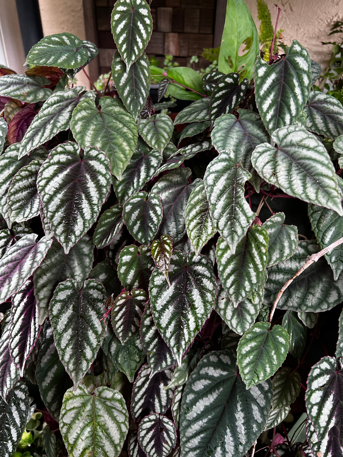 Live Plants: Rex Begonia Vine