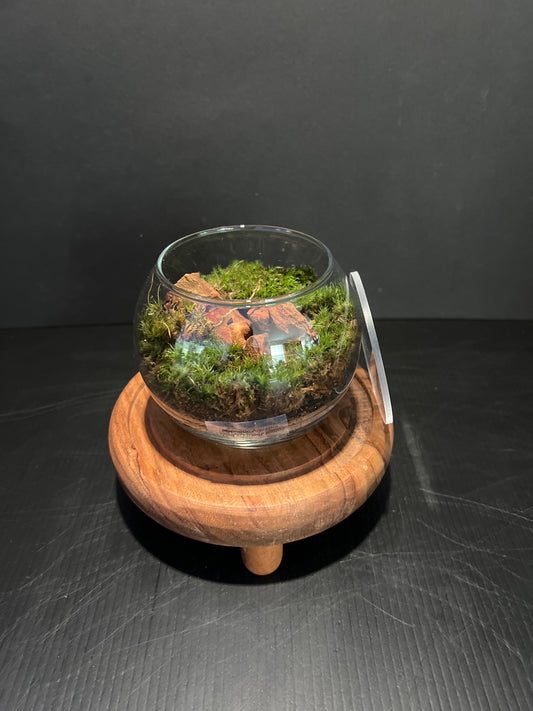 Terrarium 338