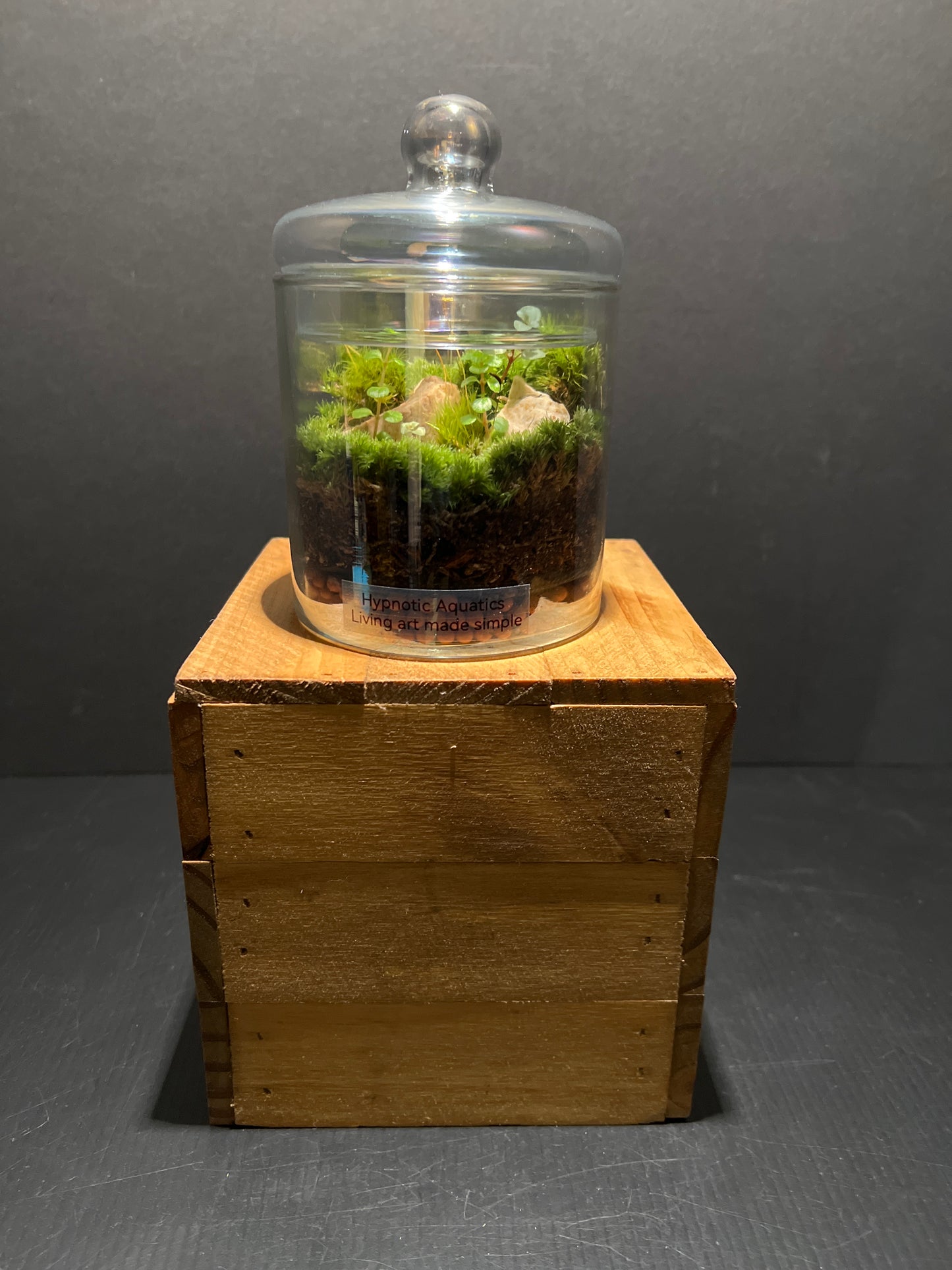Terrarium #66