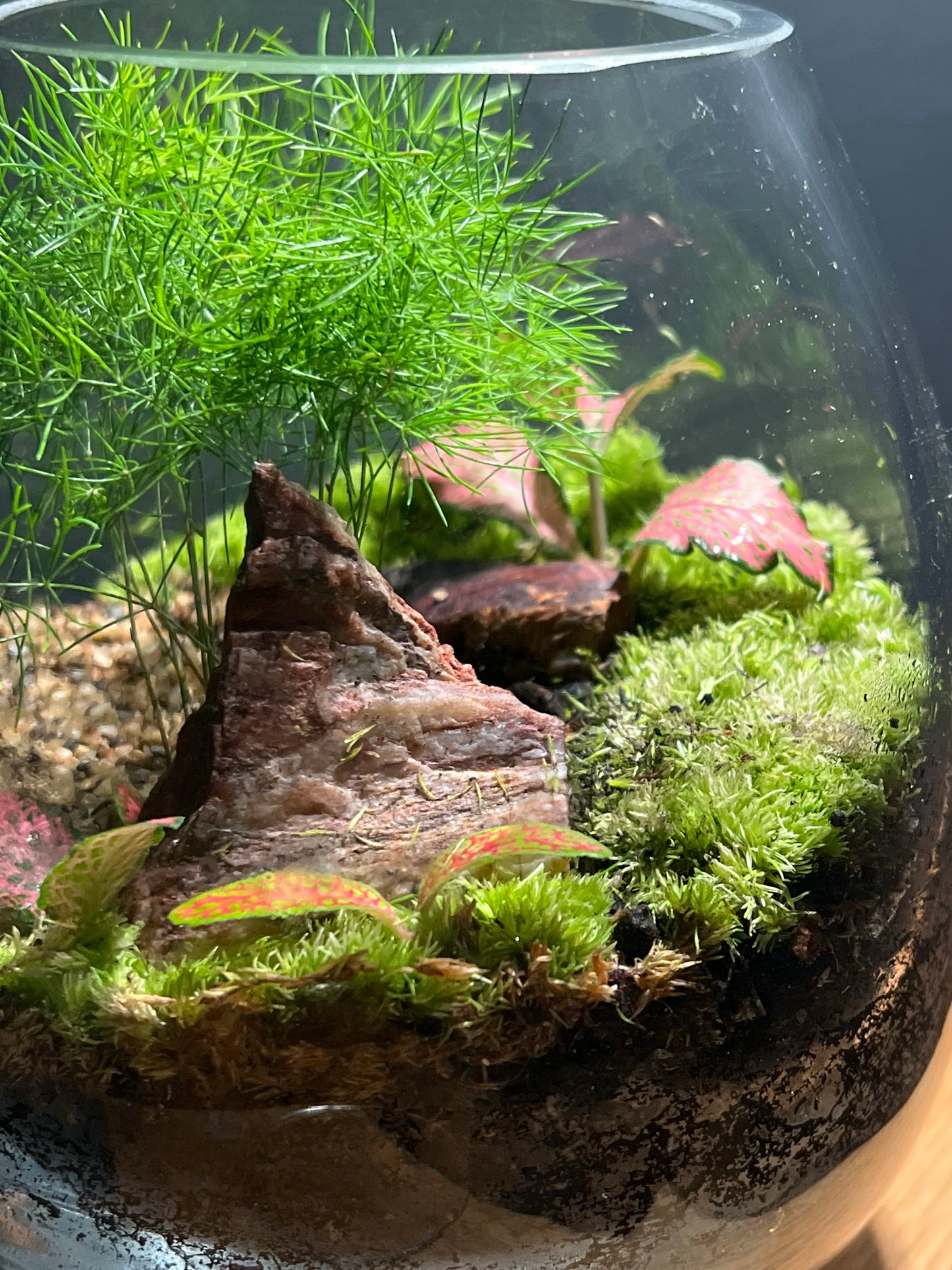 Terrarium 515
