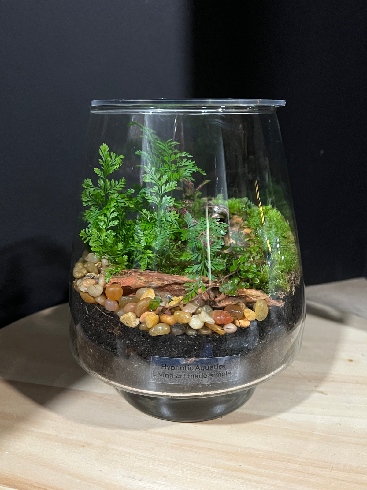 Terrarium 961